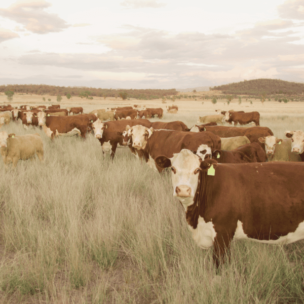 Organic NZ Beef Cooking Tallow - Image 4